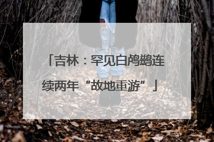 吉林：罕见白鸬鹚连续两年“故地重游”
